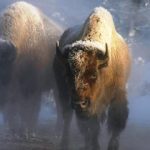 Yukon Bison