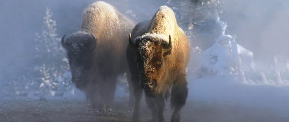 Yukon Bison